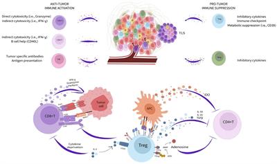 Opportunities and challenges to engineer 3D models of tumor-adaptive immune interactions